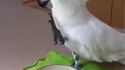 FUNNY PARROT VIDEOS TRY NOT TO LAUGH