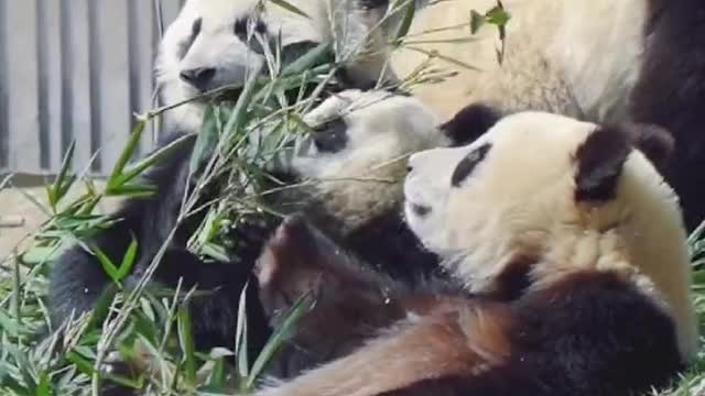 big panda family