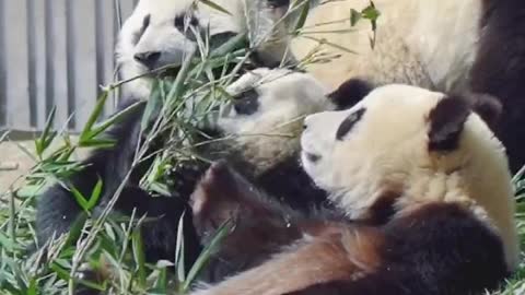 big panda family