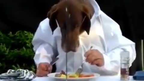 Funny Dogs Eating Like Humans