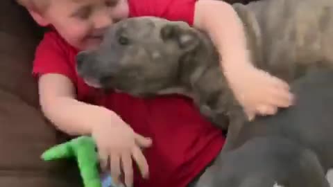 Pit Bull puppies swarm sweet little boy