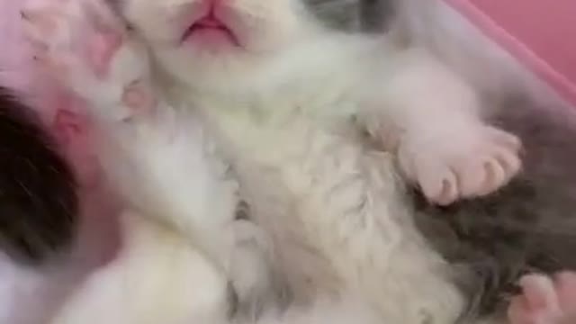 CHINA FUNNY CUTE BABY CAT VIDEO 2021