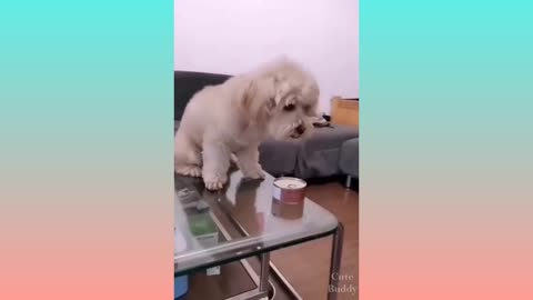 You will laugh at all the DOGS 🤣 Funny DOG Videos 😂🐶