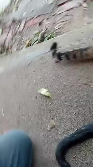 A Happy Kitty Is A Full Kitty