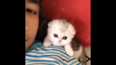 So many cute kittens videos