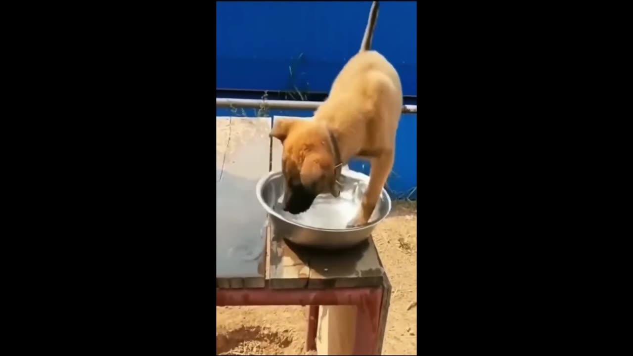 Funny animal videos 2023 - Funny cats/dogs - Funny animals Part71/Haypyy Pett