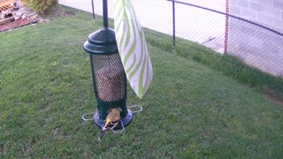 Goldfinch April 16, 2021