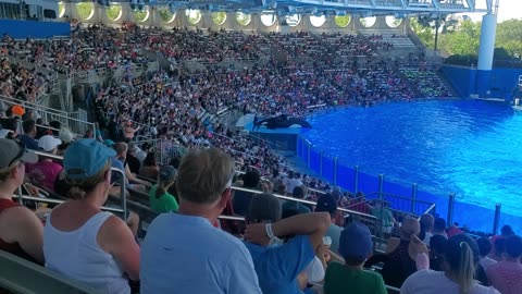 El presentador haciendo presentacion de las hermosas ballenas. Sea World Universal Orlando Florida
