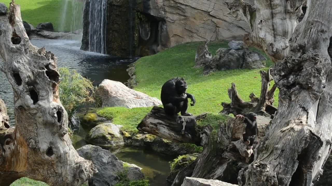 A baby chimpanzee Coco growing up and having fun day. 10 month