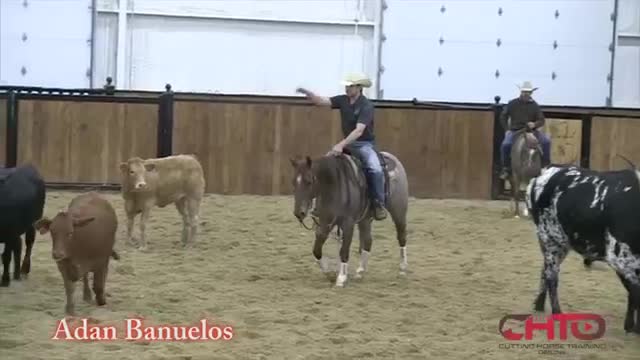 chot horse training