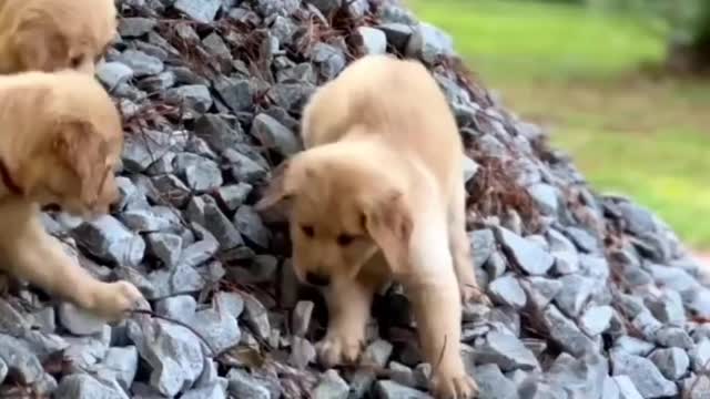 Funny dog video