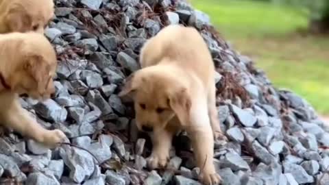 Funny dog video