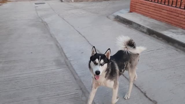 Watch the Husky dog open the door and enter the smartest dogs