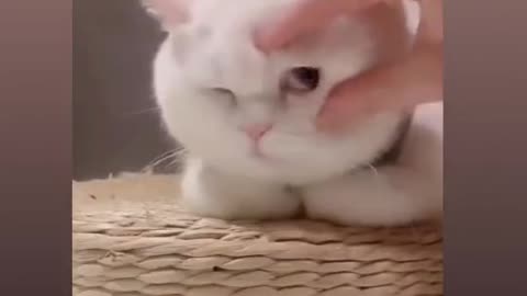 Funny cat