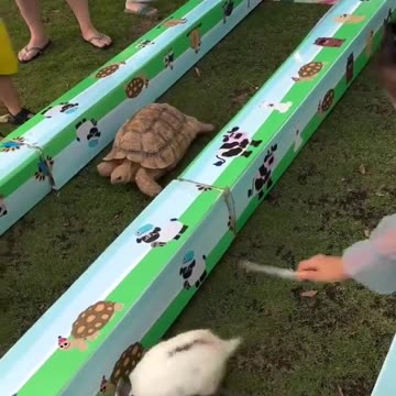 The fable of the rabbit and the tortoise has been tested in real life. 😂