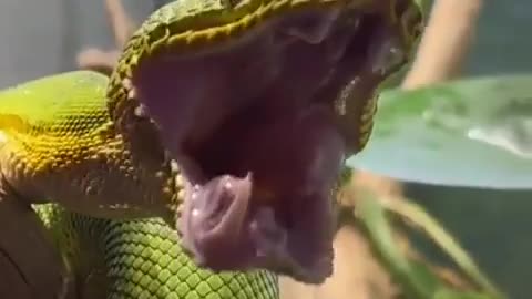 Yaaaawwwwwnnnnn 😱
