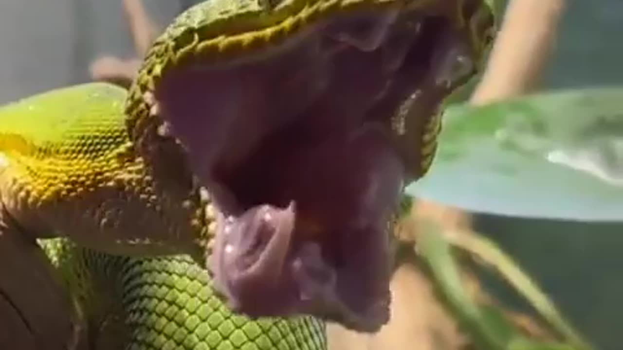 Yaaaawwwwwnnnnn 😱
