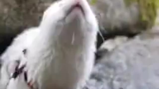 MINTS SWIM GREAT...