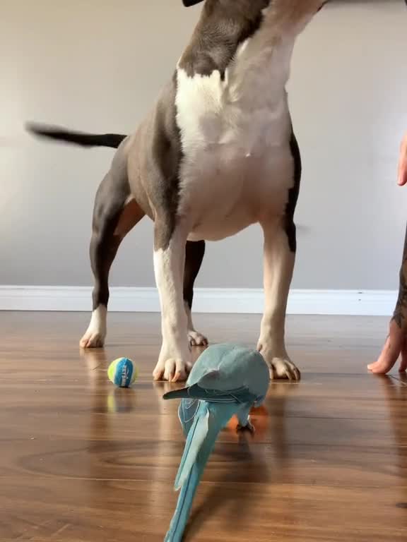 I shall never scare the little blue chicken again 🥺💙