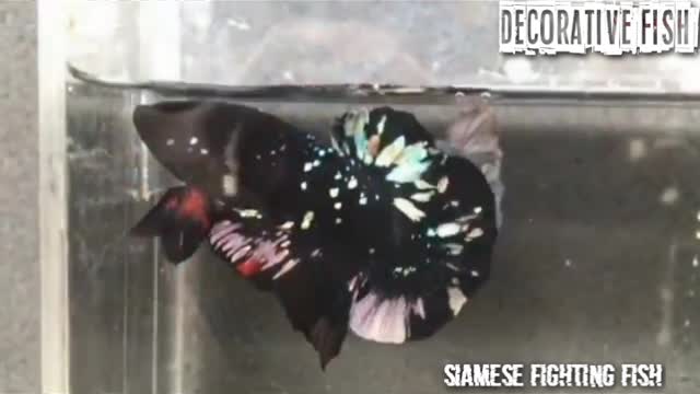betta fish ornamental fishπππ#Siamese fighting fish #decorative fish
