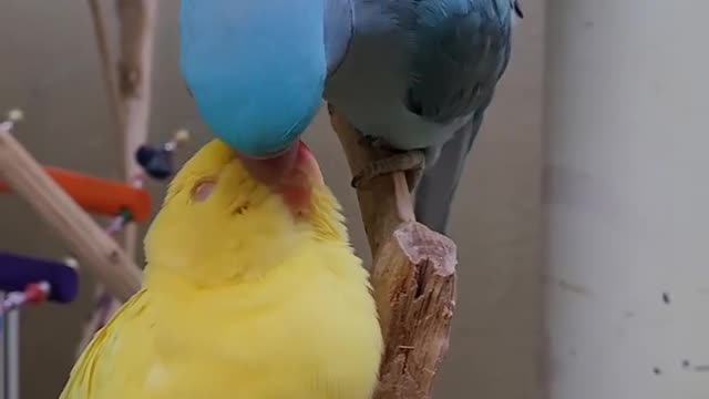 Funny parrot