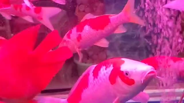Beautiful fish