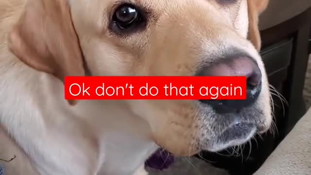 Dog Hates it When Disturbed During Sleeping #Shorts | Funny Dog Video