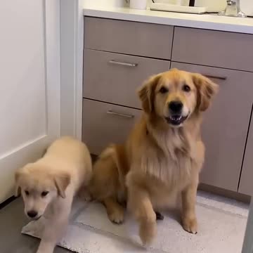 There is no hiding from my dogs! #goldenretriever #dog