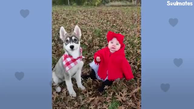 Baby Husky Grows Up With Baby Girl And They Do Everything Together | The Dodo Soulmates