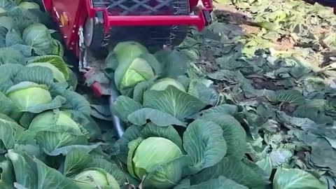 Its harvesting time!.hd