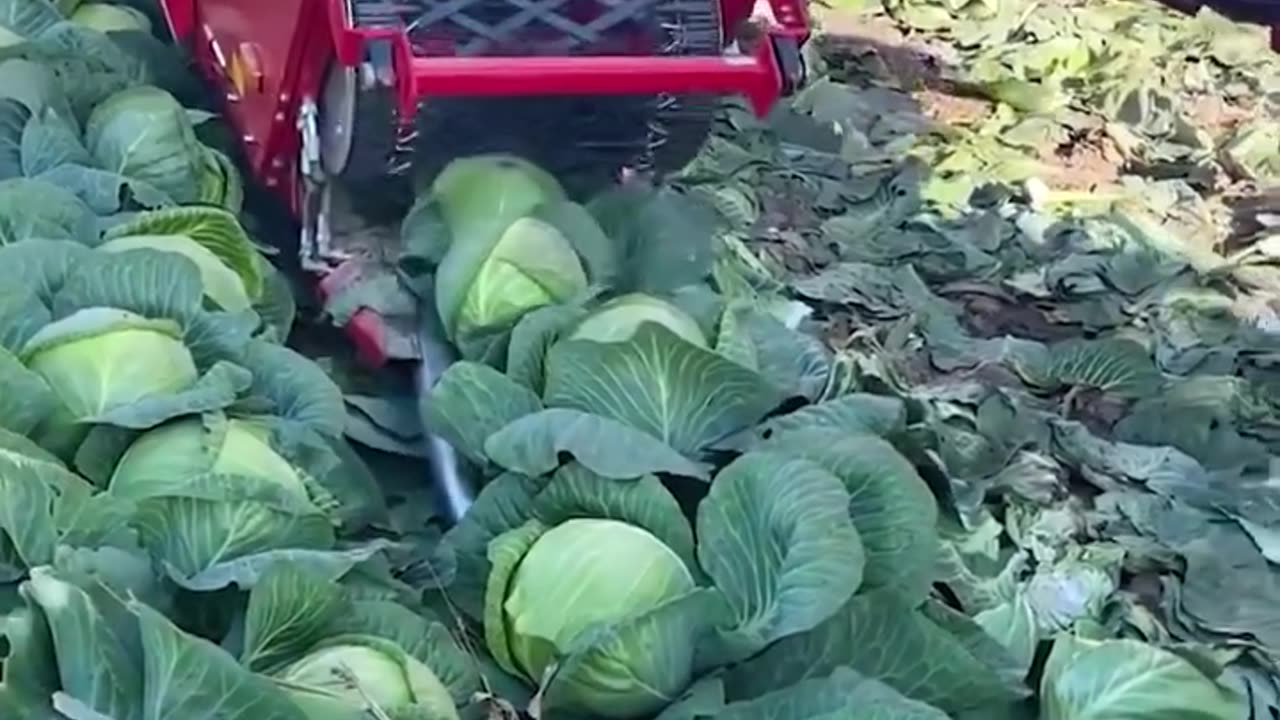 Its harvesting time!.hd