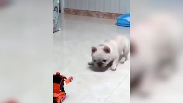 Funny cat