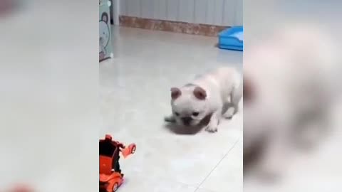 Funny cat
