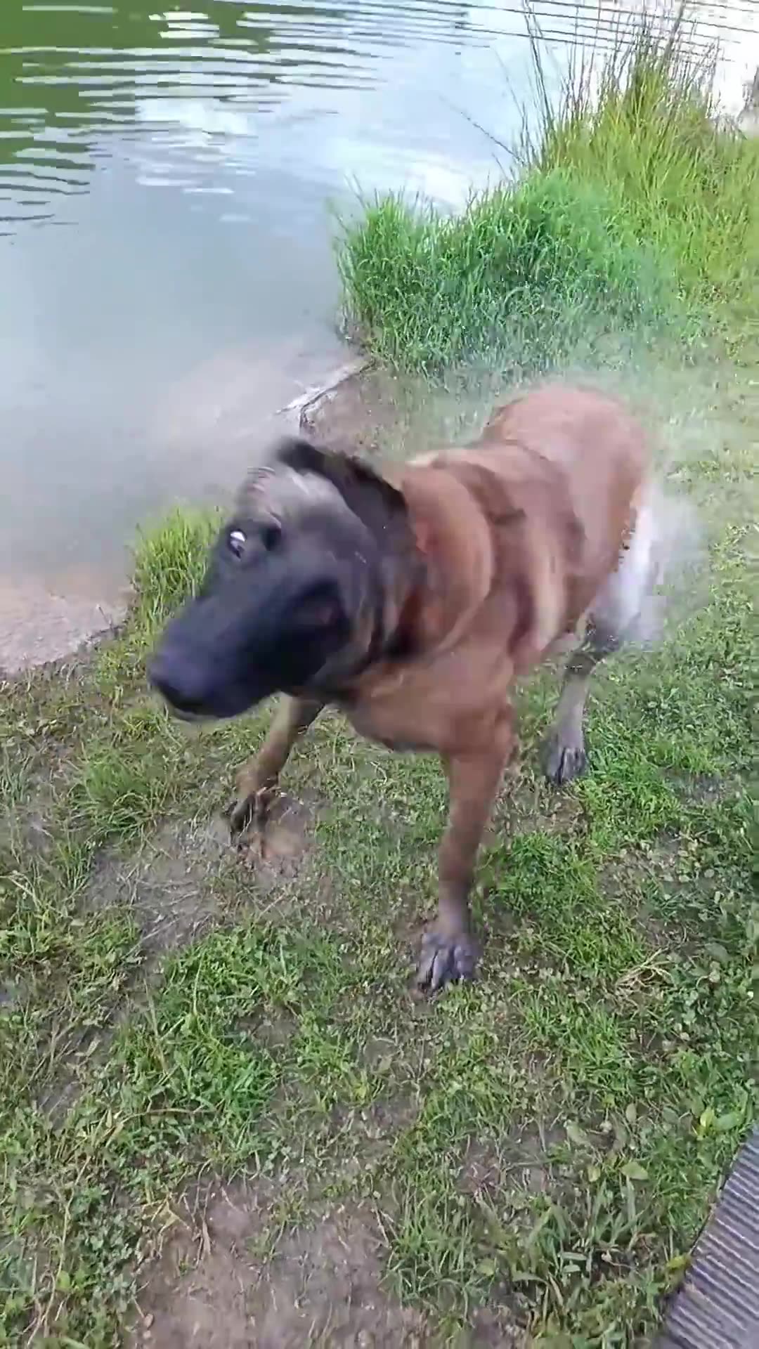 Dog's Underwater Treasure Hunt #dogtraining #dog #shepherd #malinois #puppy