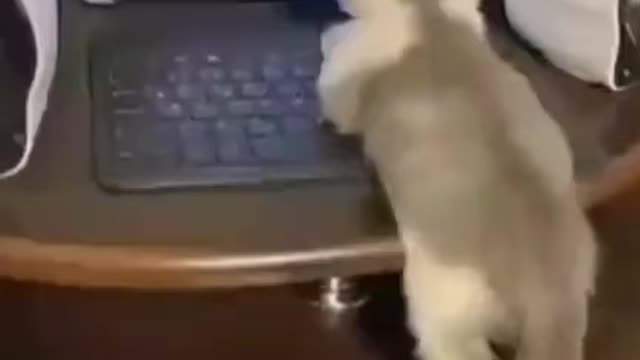 Cat watching Tom and Jerry