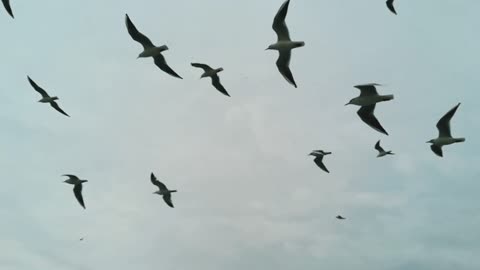 A Flock Of Seagull Flying In The Air