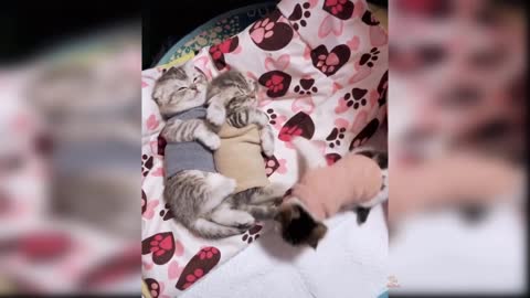 Baby Cats - Cute and Funny Cat Videos Compilation