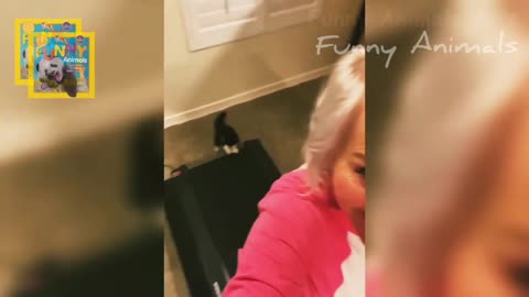 Funny To Watch - Awesome Pet Video - If you laugh, you loose ;)