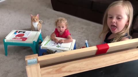 Funny Cats Videos compilation MUST WATCH