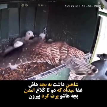 The Falcon Was Feeding Her Children When Two Crows Came And Threw Her Children Out