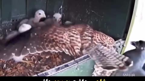 The Falcon Was Feeding Her Children When Two Crows Came And Threw Her Children Out