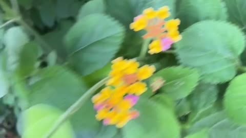 The country lane is full of flowers