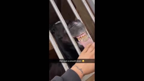 Try Not To Laugh Dogs And Cats 😁 - Funniest Animals Video 2023 🐧