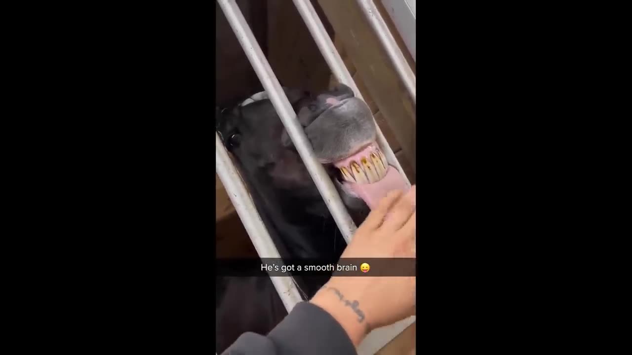 Try Not To Laugh Dogs And Cats 😁 - Funniest Animals Video 2023 🐧