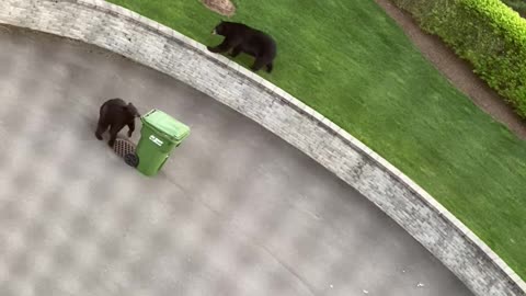 Bear Discovers Meals on Wheels