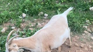 Goat Carmella Digging 06.2021