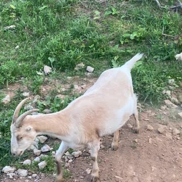 GOAT Carmella Digging 06.2021