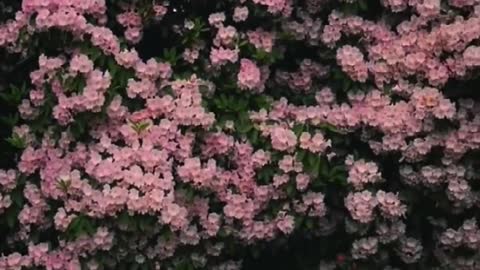 Flowers are not opened for the sake of flower shops. People have their own moons. "