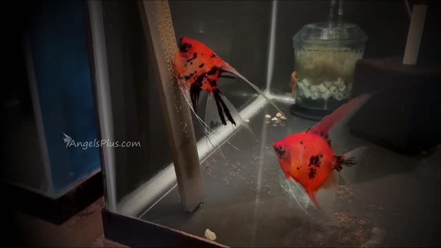 Koi Angelfish Breeding Pair $3127