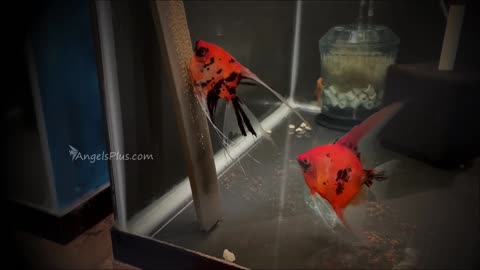 Koi Angelfish Breeding Pair $3127